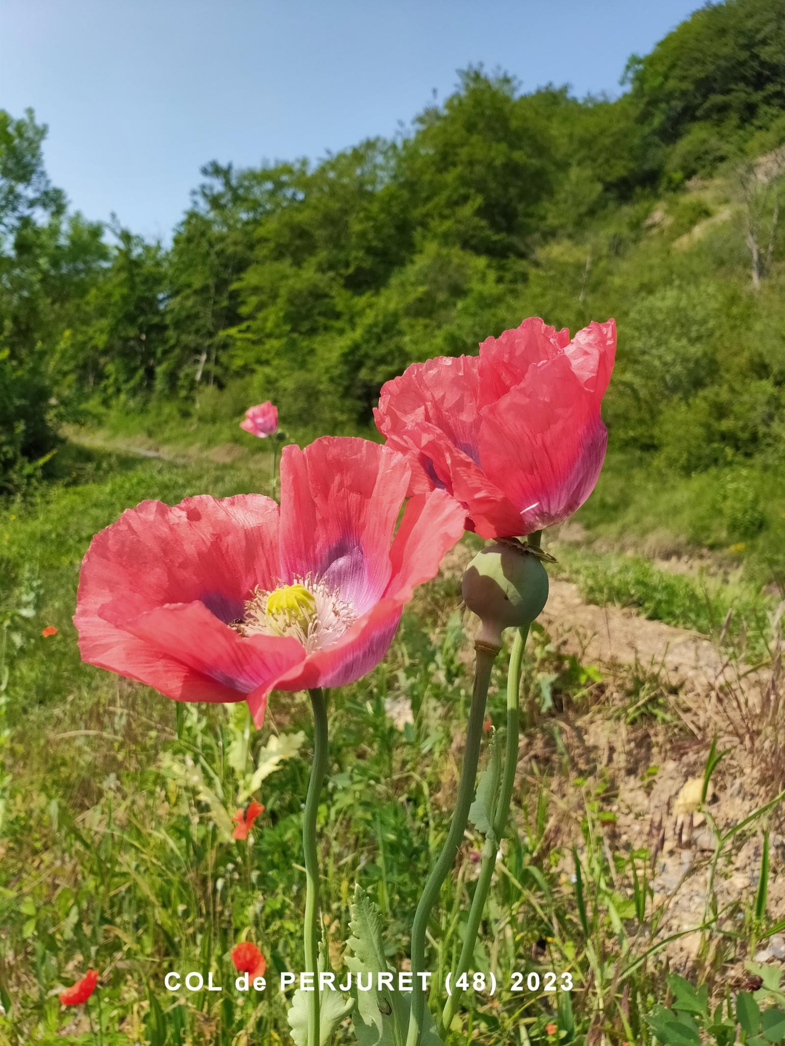 Poppy, Opium